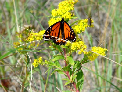Photo of the Week - Monarch butterfly on goldenrod (RI) photo