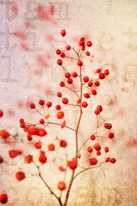Plant branches bush