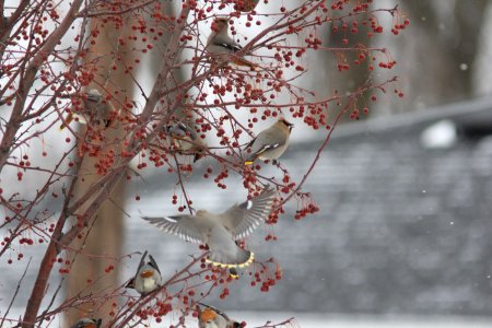 Bohemian Waxwings (part of 95), Wyoming, MI, 19 March 2013