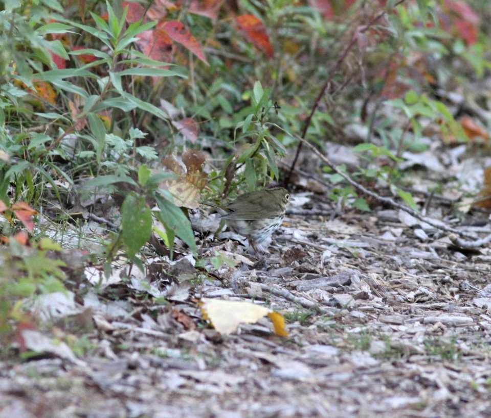 Ovenbird, Hammond Lakefront Park & Sanctuary, Indiana, September 29, 2012