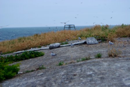 Great Gull Island, NY