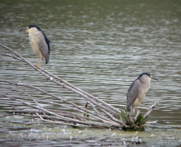 Black-crowned Night-Herons, Rivertown Crossings Mall, Grandville MI, August 8, 2012 photo