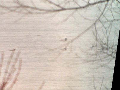 Red-breasted Mergansers, Reed's Lake, 18 April 2013