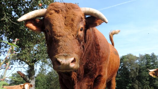 Cattle nature agriculture