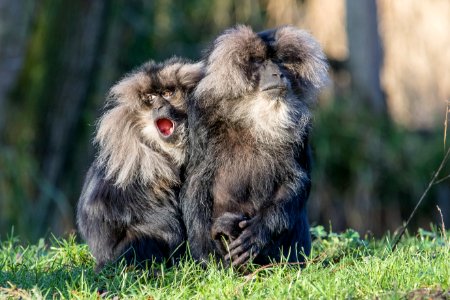 Lion-tailed macaque 2016-01-08-00052 photo