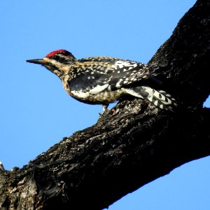 Yellow-bellied sapsucker photo