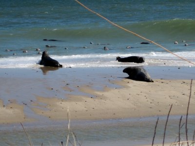 Seals on South Monomoy Island photo