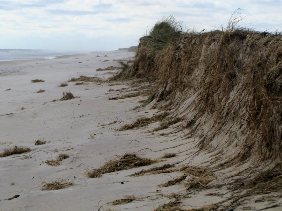 Damage to dune at Amagansett National Wildlife Refuge (NY)