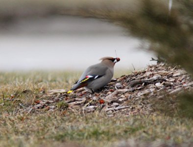Bohemian Waxwing (part of 125), Grand Rapids, MI, 23 March 2013