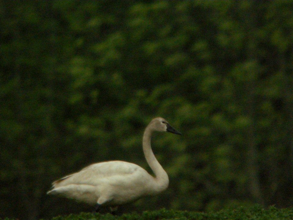 Tundra Swan (late), Kent City Sewage Lagoons, May 12, 2012