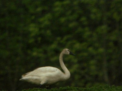 Tundra Swan (late), Kent City Sewage Lagoons, May 12, 2012