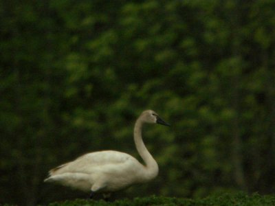 Tundra Swan (late), Kent City Sewage Lagoons, May 12, 2012 photo