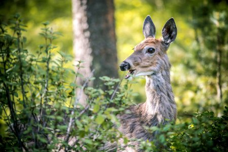 Deer browsing photo