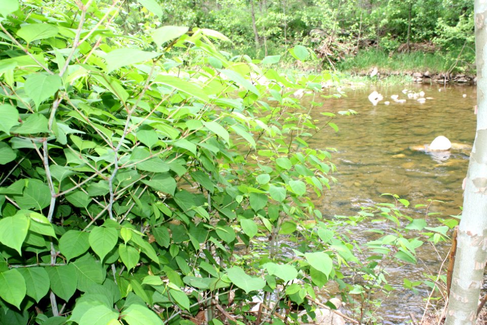 Expansion of Japanese Knotweed