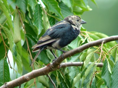 Brown-headed Cowbird (molting juvenile male)