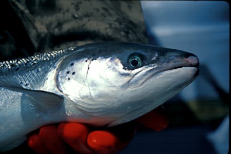 Atlantic Salmon female photo