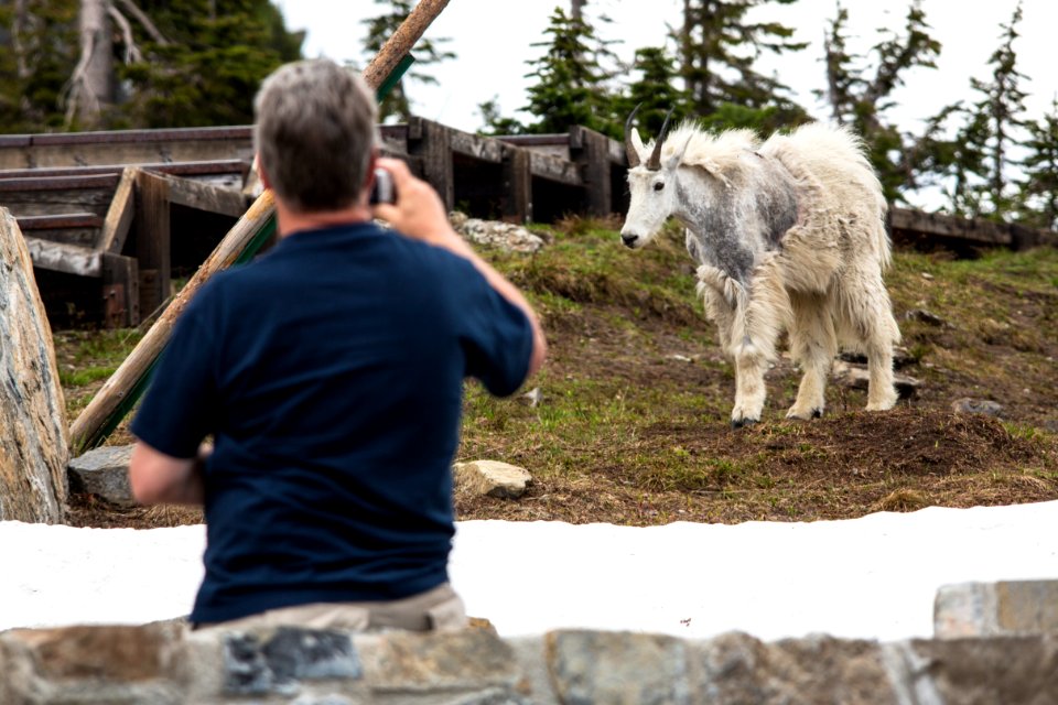 Too Close to WIldlife