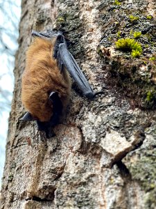 Big Brown Bat