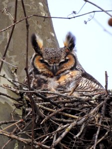 Great Horned Owl on nest