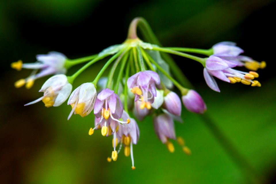 Nodding Onion - Allium cernuum