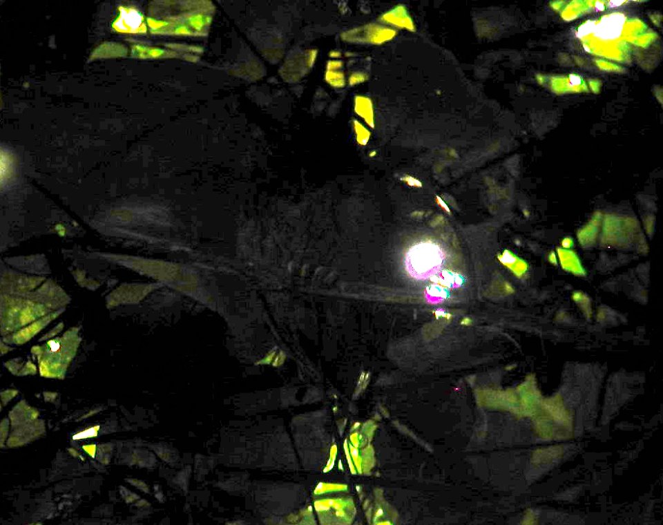 Tawny-bellied Screech-Owl, Sani Lodge, Sucumbíos, Ecuador, July 12, 2004