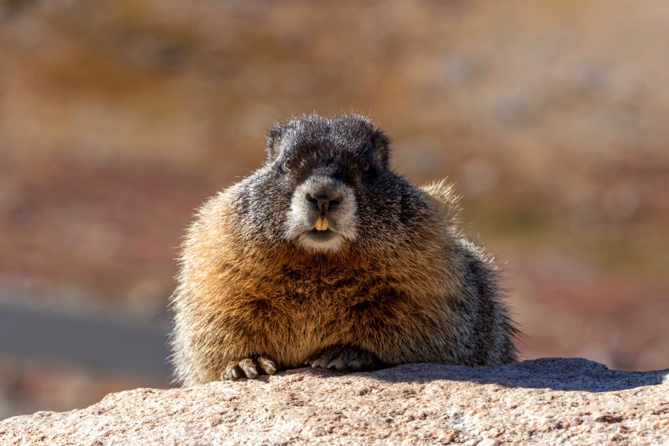 Yellow-bellied Marmot