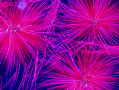 Harmful Water Organisms
