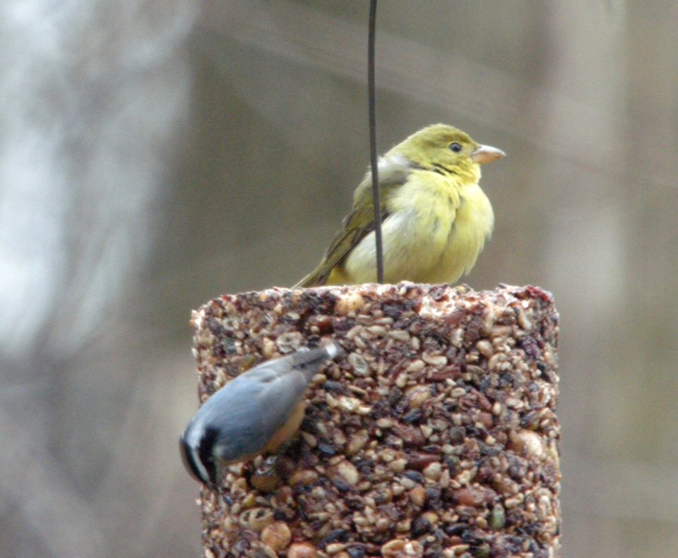 Scarlet/Summer Tanager, Grand Rapids, MI, December 6, 2012