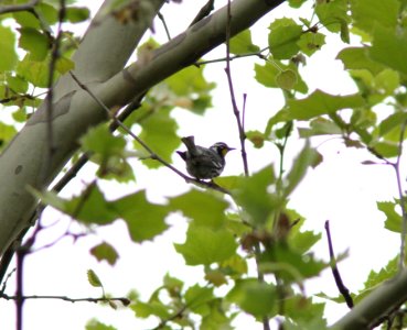 Yellow-throated Warbler, Millenium Park, Walker, MI, May 12, 2012