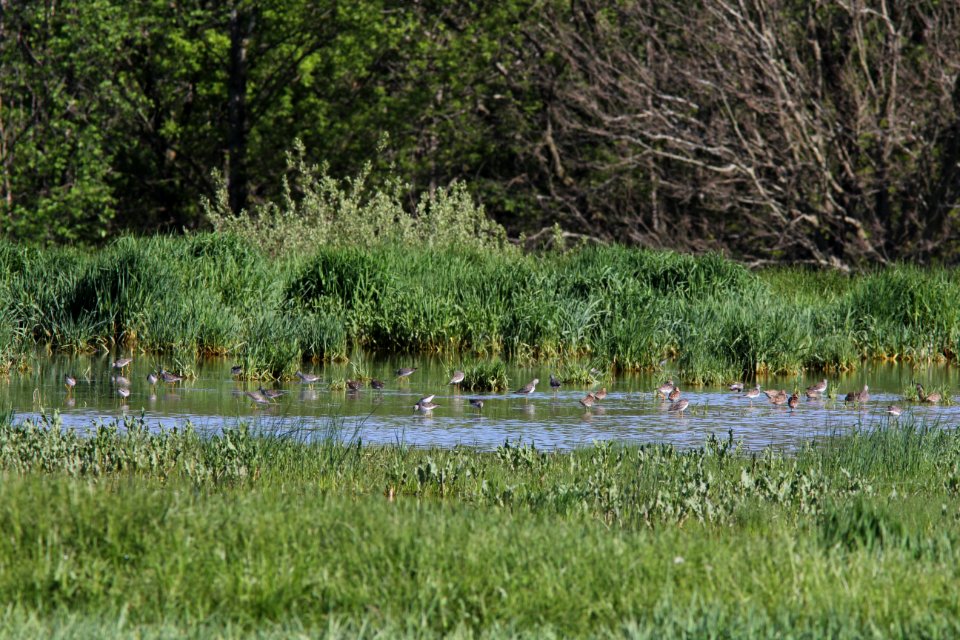 Short-billed Dowitchers with Lesser Yellowlegs, Caledonia Sewage Ponds, May 11, 2012
