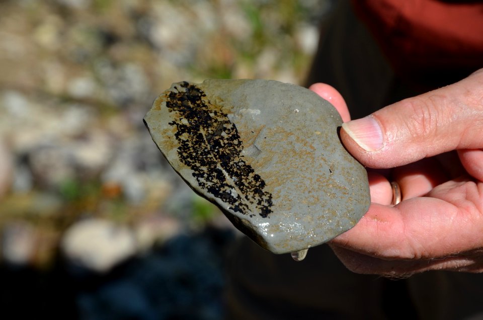 Fossil Leaf