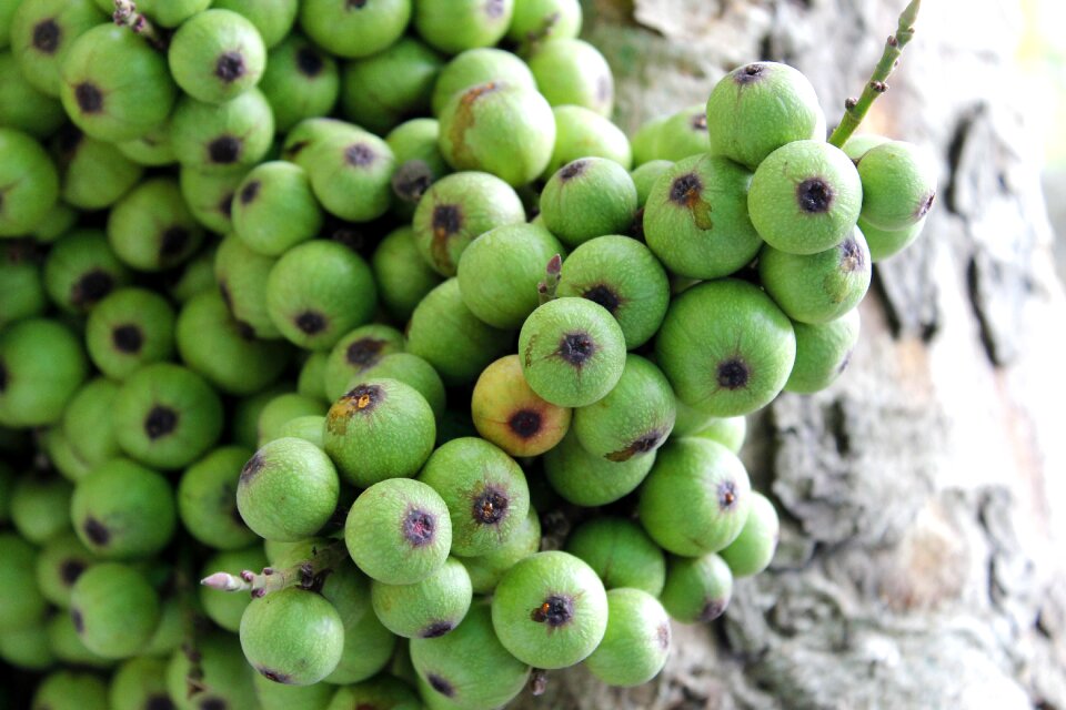 Fruit tree natural