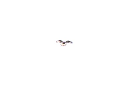 Rough-legged Hawk, Gerald R. Ford Int'l Airport, May 10, 2012