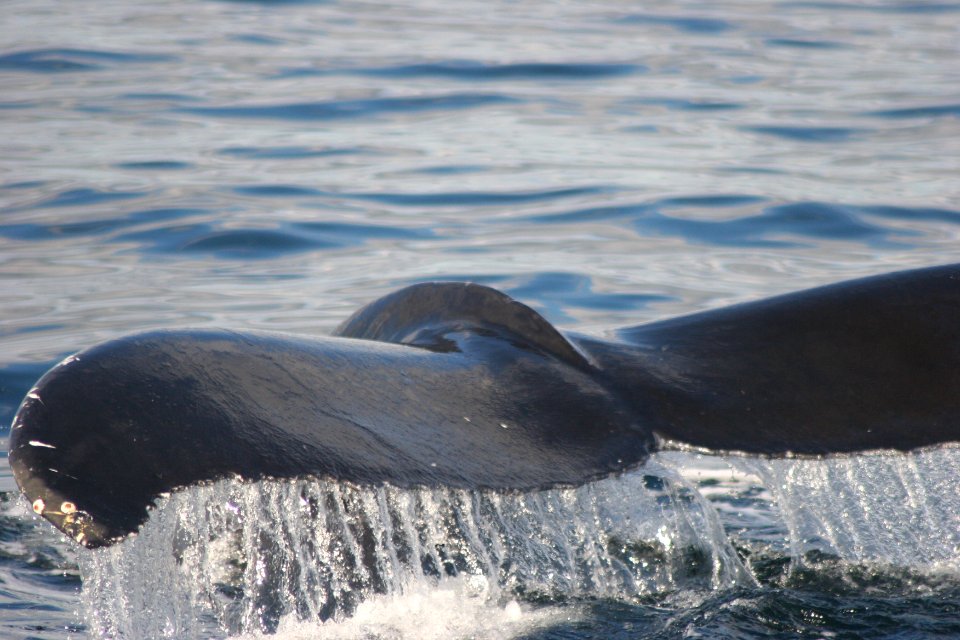 Tail of a Humpback Whale