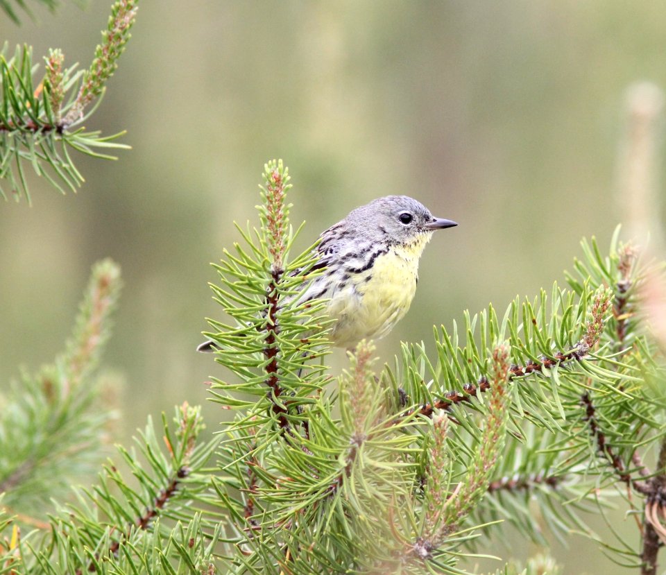 Kirtland's Warbler, female, Grayling, MI, June 6, 2012