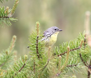 Kirtland's Warbler, female, Grayling, MI, June 6, 2012