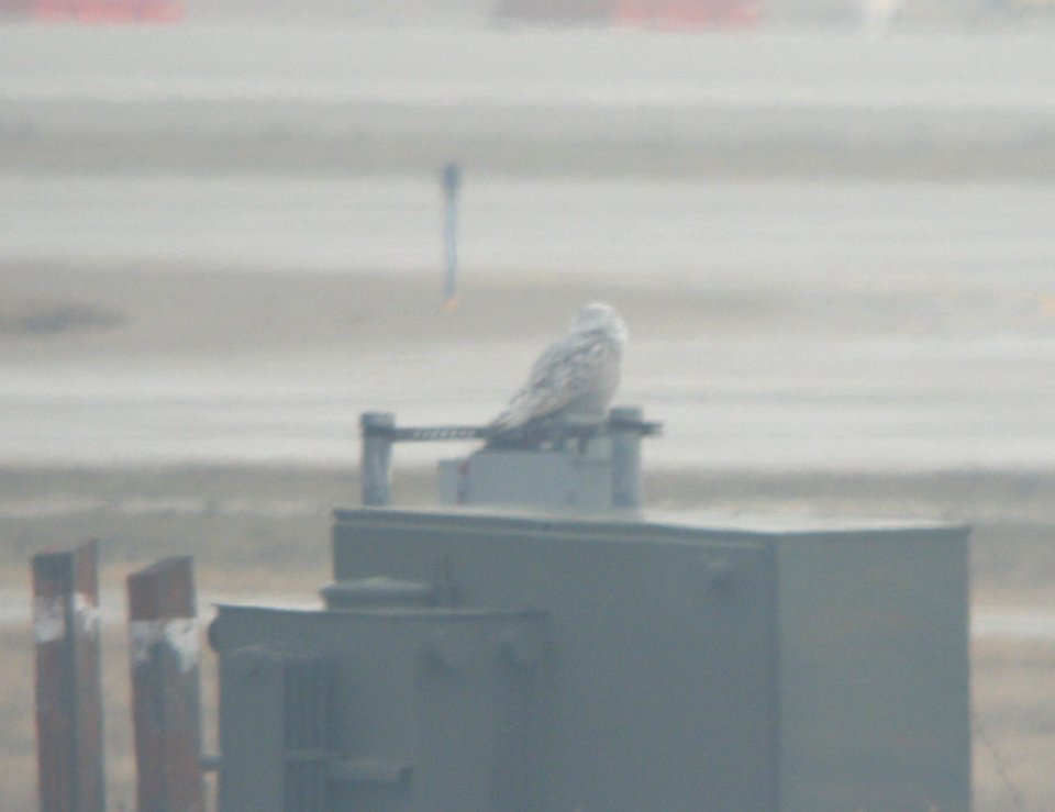 Snowy Owl, Gerald R. Ford Int'l Airport, 11 March 2013