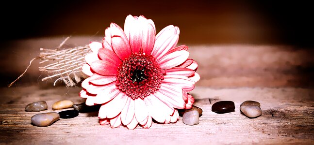Bloom schnittblume pink