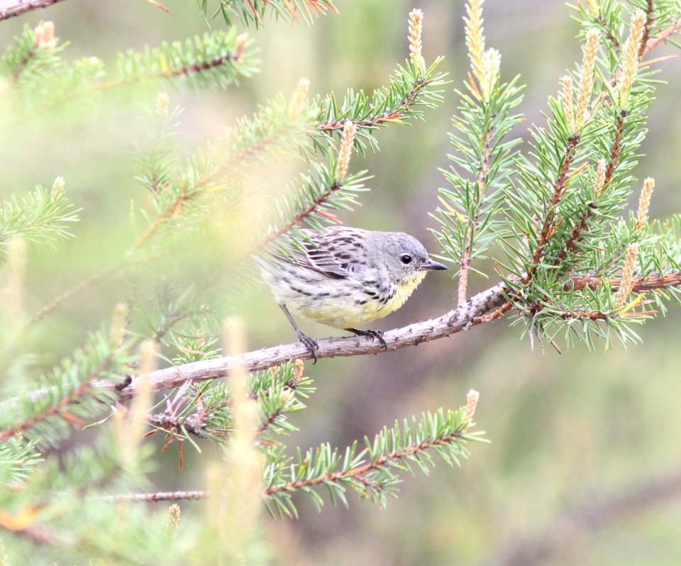 Kirtland's Warbler, female, Grayling, MI, June 6, 2012