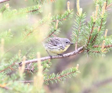 Kirtland's Warbler, female, Grayling, MI, June 6, 2012