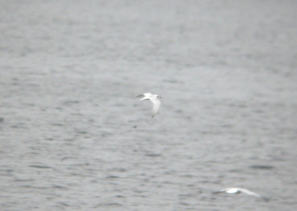 Forster's Tern (1 of 2), Whitefish Lake, Montcalm Co., 11 October 2012