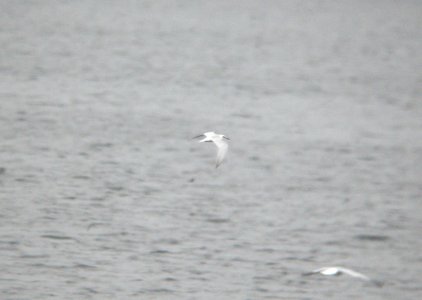 Forster's Tern (1 of 2), Whitefish Lake, Montcalm Co., 11 October 2012 photo