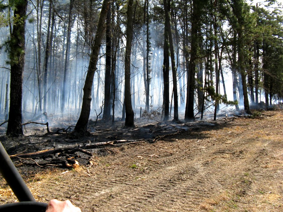Understory Cleared