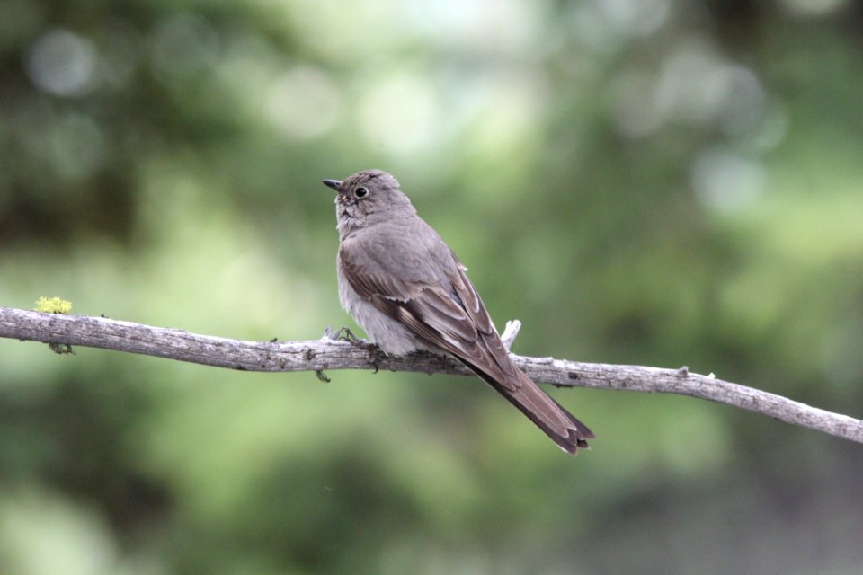 Townsend's Solitaire, Inside North Fork Rd., Glacier NP, July 3, 2012