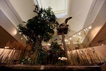 Wetland exhibit