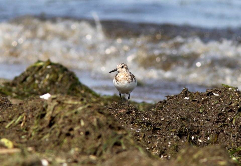 Sanderling (adult), Pte. Mouillee SGA, July 25, 2012