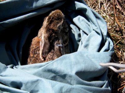Finding New England cottontails photo