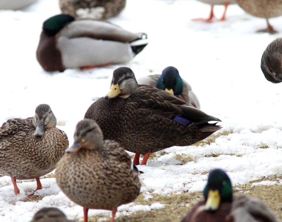 American Black Duck X Mallard (note the slightly upturned uppertail covert and slight white trailing edge to the speculum), Richmond Park, Grand Rapids, MI, 5 March 2013