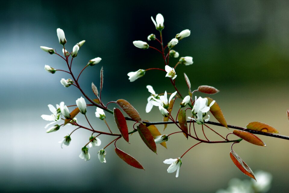Spring flowers nature plant