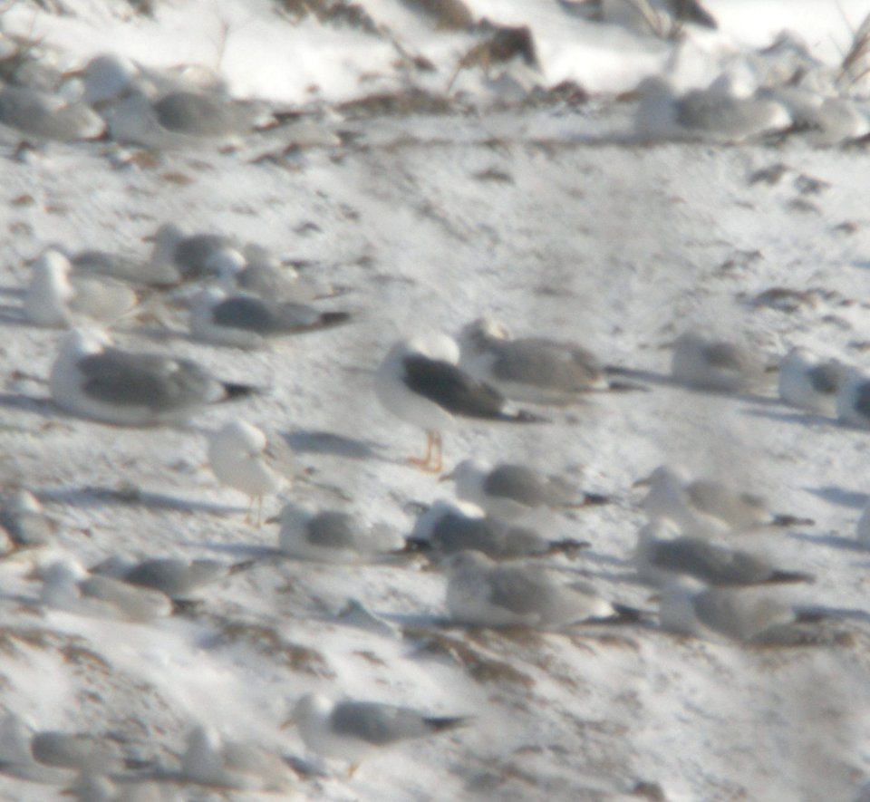 Lesser Black-backed Gull, Kent Co. landfill, 20 March 2013